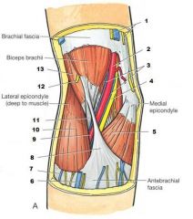 radial artery- lateral to tendon of flexor carpi radialis
brachial artery- medial to biceps tendon (in cubital fossa)