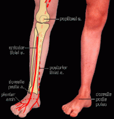 FEMORAL- inferior to midpoint of inguinal ligament (femoral canal)
POPLITEAL- popliteal fossa
post TIBIAL- post border medial malleolus
DORSALIS pedis- lateral to tendon of extensor hallucis longus