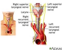 CNX/ VAGUS nerve- somatosensory/motor & parasymp
- L. RECURRENT LARYNGEAL nerve: loops under aortic arch, post to lig arteriosum. Ascends right of arch, left of trachea.
- R. RECURRENT LARYNGEAL nerve: root of neck