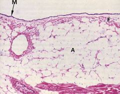 MESOTHELIUM (single layer flattened epithelium), fibroelastic CT & adipose, Coronary arteries!