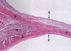 outer endothelial cells & basal lamina
collaggen & elastin 
CORE dense LAMINA FIBROSA (continuous with firbous skeleton)
no blood vessles