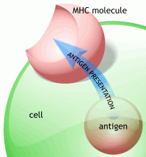 Tcells recognise HLA/MHC molecules
CD8= recognise MHC class 1
CD4= recognise MHC class2