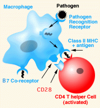 expressed highly on CD4 T helper cells
