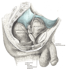 RECTOVESICAL: between rectum/ bladder