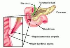 2nd part of duodenum via major duodenal papilla