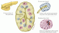 EXOcrine (acinar cells): secrete dig juices & enzymes important in hormonal secretion...coordinate digestion....via DUCTS

ENDOcrine (islets of Langerhan's): secrete hormones directly into BLOOD (endo-no ducts!)