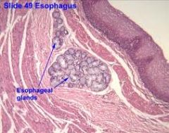 MUCUS from submucosal glands
- lubrication
- protect epithelium from acid & enzyme attack