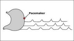 PACEMAKER cells of CAJAL in FUNDUS establish basal electrical rhythm (BER)

ALL or nothing
spreads
continuous 3/min
