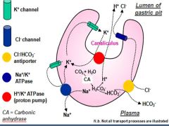 Na+ --> OUT to basal side
K+ --> IN (then --> lumenal side via K + channels--> back in via H/K ATPase)