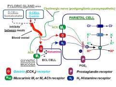 M3- Ach; G- gastrin/ somatostatin; H2- histamine; P- PGE2