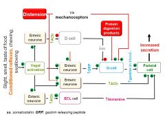 DISTENTION --> mechanoreceptors--> G cells
PROTEIN---> G cells