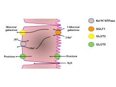 glucose & galactose--> secondary active transport SGLT1 --> GLUT2
fructose --> facilitated DIFFUSION --> GLUT 5