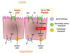 hydrolysed within enterocyte --> amino acids so use the amino acid mechanism of Na-INdep facilitated diffusion