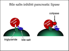 secreted with pancreatic LIPASE
binds to bile salts & lipase 
allows access