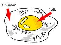 muscle & adipose 
LPL at endothelial cells -->  FFAs + glycerol
bind to ALBUMEN --> taken up by tissues