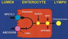 blocks NPC1L1 at apical side of enterocyte
used in conjuction with STATINS