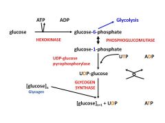 glucose trapped as glucose-6-phosphate...phosphorylated by PHOSPHOGLUCOMUTASE ↔  glucose-1-phosphate