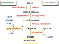 glycogen phosphorylase- rate limiting enzyme in glycogenolysis:
INSULIN ---inhibits ---                       GLUCAGON, ADRENALINE & CORTISOL +++stimulate+++