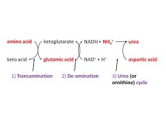 amino acids ----AMINOTRANSFERASES→ keto acids (→ TCA)
gives GLUTAMATE( (nitrogen carrier)→  taken to LIVER
occurs in ALL TISSUES