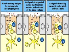 M cells in close proximity to underlying immune cells.
TRANSPORT ANTIGENS--->lamina propria side: co-stimulatory signals