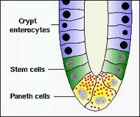 base of crypts
secrete ANTIMICROBIAL PEPTIDES --> defensive
