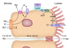 Na+ in lumen 
CFTR protein (stimulated by Gs-adenylyl cyclase- PKA - cAMP) moves Cl- into lumen
