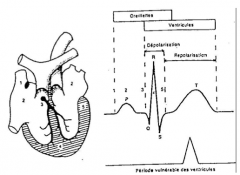 La repolarisation des oreillettes est camouflée par la dépolarisation des ventricules