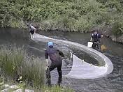 SEINE CHECK
fine mesh net to catch lil fish 

July - Aug.. after spawning 

￼￼￼￼￼￼￼￼￼￼￼￼￼￼￼￼￼