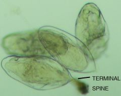 Trematoda Digenea Stregiformes Schistosomatidae  Schistosoma haematobium	
male
Snail;Humans
schistosomiasis	
Skin penetration of Cercaria	veins of urinary bladder
Africa, Middle East	
eliptical with terminal spine	
Apharyngeate