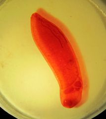 Gastrothylax elongata
paramphistome
humans?