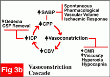 Vasoconstriction cascade
