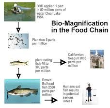 this buildup of pollutants at higher levels of the food chain