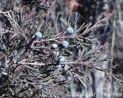 Juniperus virginana