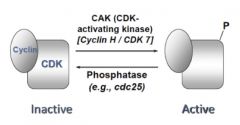 Sometimes, CDK/cyclin complexes must be activated by kinases to actually become active