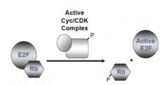 inactive when complexed together

When active cyclin/CDK complex (so it’s been phosphorylated) phosphorylateS Rb, Rb-P leaves and allows EF2 to transcribe proteins