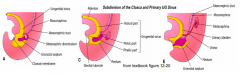 - Subdivides the cloaca into UG Sinus (ventral) and Anorectal Canal (dorsal)
- Expands ventrally to fuse w/ the cloacal membrane (driven by embryo growth and caudal folding in sagittal plane)