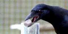 This is (a crow)


 


L #38


 


 