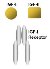IGF-1 receptor