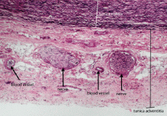 Elastic fiber in tunica media
vasa vasorum in turnica externa