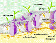 Componentes de la Membrana Plasmatica