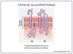 Glucoproteínas:
* Son Glúcidos Unidos a la Proteínas.