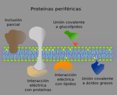 ~~ Proteínas Periféricas:
 * Están Unidas A las Caras Externas e Internas de la Capa
    Lipídica.
* Actúan como Enzimas & Receptores de Señales.