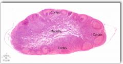 Capsule 
Cortex
Medulla