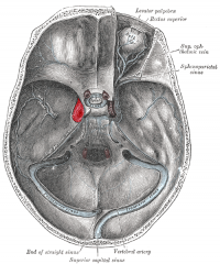 In a U-shaped through the cavernous sinus