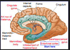It is above the fornix and the lateral ventricle and the corpus callosum considered part of the "cortex"