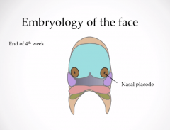 Have 2 nasal placodes 
At the front of frontonasal prominences. They are bits of mesenchyme which will go on to form nasal tissue. 