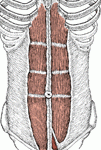 Origin: Pubic crest and pubic symphysis

Insertion: Cartilage of ribs 5, 6 and 7; xiphoid process

Function: Flexion and lateral rotation of vertebral column; depresses ribs-forced exhalatoin; compresses abdomen