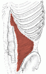 Origin: Iliac crest; inguinal ligament thoracolumbar fascia; cartilage ribs 7-12

Insertoin: Xiphoid process, linea alba; crest of pubis

Function: Compresses abdomen; forced exhalation