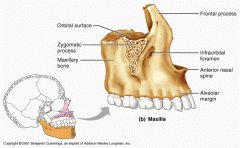 Articulate with all other facial bones except mandible 
are the keystone bones of the face 
Contain maxillary sinuses- largest paranasal sinuses
Forms part of the inferior orbital fissure
Alveolar margin
Inferiomedial surface of orbit 
Infraor...