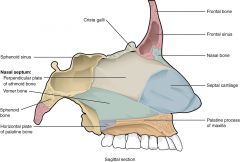 Perpendicular plate of ethmoid bone 
Vomer bone 
Septal Cartilage 
